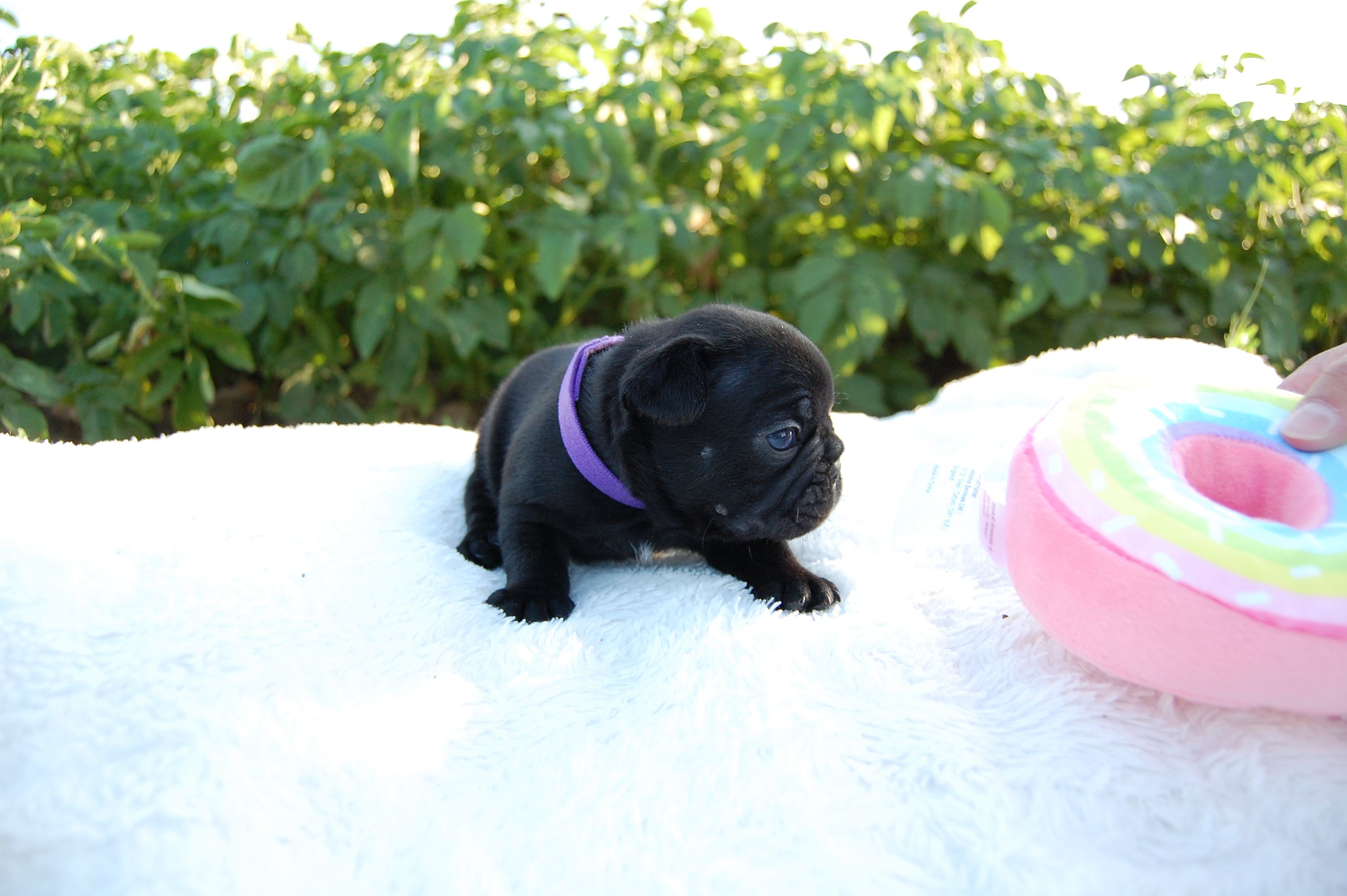 <svg class='purple'></svg> <b> Magic Molly</b> <svg class='purple'></svg>